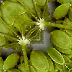 Detalle de las semillas