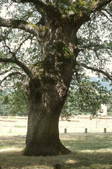 Quejigo - Porte (Quercus faginea)