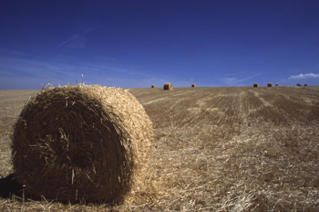 Paja recojida en el campo, Segovia, Castilla y León