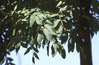 Fresno de hoja florido - Hoja (Fraxinus ornus)