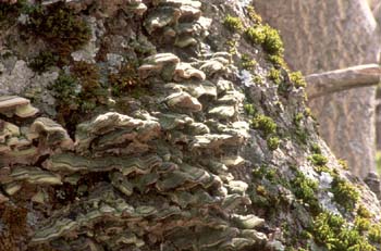 Trametes sp.