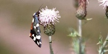 Quelonia (Arctia sp.)