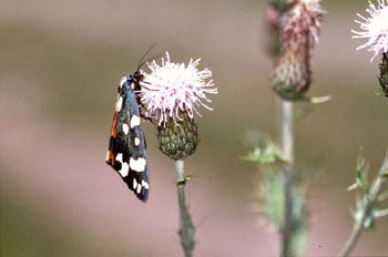 Quelonia (Arctia sp.)