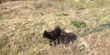 Mi gato Pepe comiendo hierba