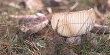 Russula integra