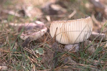 Russula integra