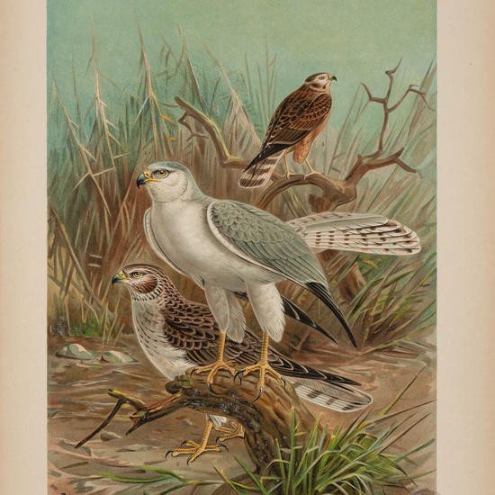 IES_CARDENALCISNEROS_AVES_LAMINAS_206