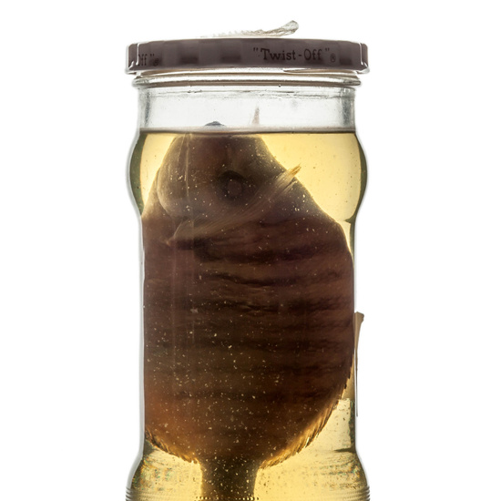 IES_RAMIRODEMAEZTU_BIOLOGIA_084