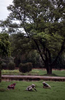 Trabajadores limpiando los jardines del Taj Mahal, Agra, India