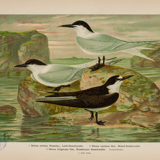 IES_CARDENALCISNEROS_AVES_LAMINAS_093