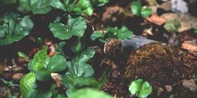 Haya - Planta jóven (Fagus silvatica)