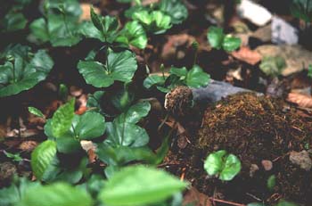 Haya - Planta jóven (Fagus silvatica)