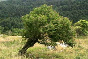Saúco - Porte (Sambucus nigra)