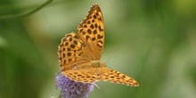 Nacarada (Argynnis paphia)