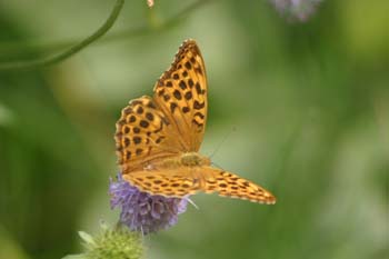 Nacarada (Argynnis paphia)