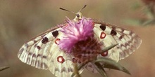 Pavón diurno - Apolo (Parnassius apollo)
