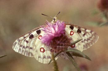 Pavón diurno - Apolo (Parnassius apollo)