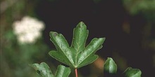 Arce campestre - Hoja (Acer campestris)
