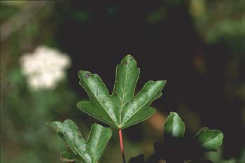 Arce campestre - Hoja (Acer campestris)