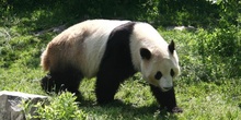 Oso panda gigante (Ailuropoda melanoleuca)