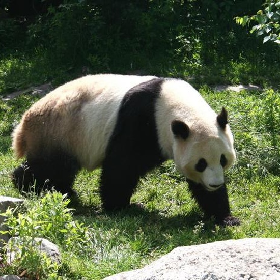 Oso panda gigante (Ailuropoda melanoleuca)