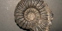 Ammonoidea gen. (Ammonites) Jurásico