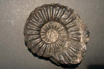 Ammonoidea gen. (Ammonites) Jurásico