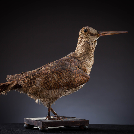 IES_SANISIDRO_MUSEO_Aves_024