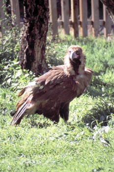 Buitre negro - Sierra de Fuentes, Cáceres