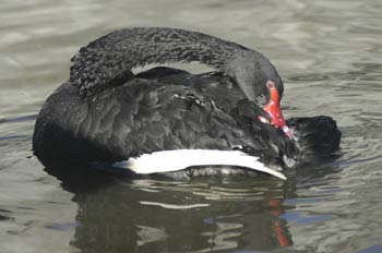 Cisne negro