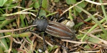 Longicornio zapador (Dorcadion fuliginator)