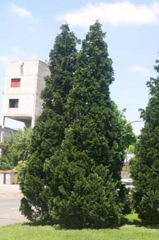 árbol de la vida chino (Thuja orientalis)