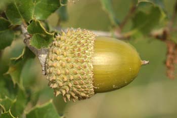 Coscoja / carrasca - Bellota (Quercus coccifera)