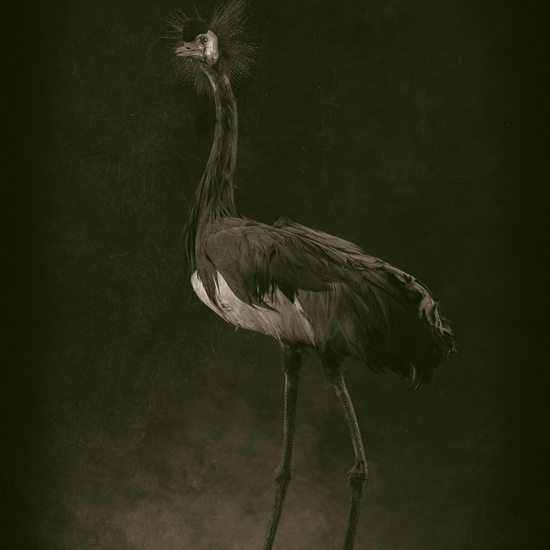 IES_SANISIDRO_MUSEO_Aves_169