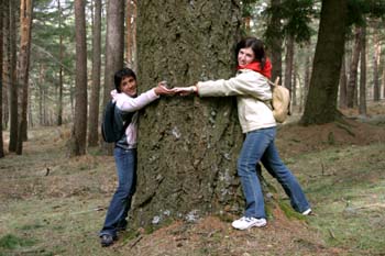 Abeto de Douglas - (Pseudotsuga menziesii)