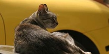 Gato doméstico (Felix catus)