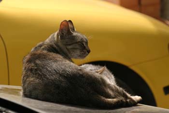 Gato doméstico (Felix catus)