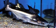 Pez gato (Pangasius sp.)