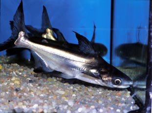Pez gato (Pangasius sp.)