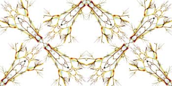 Simetría horizontal de la cenefa