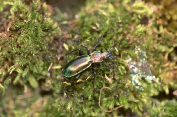 Carabo metálico (Crysocarabus splendens)