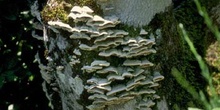 Trametes sp.