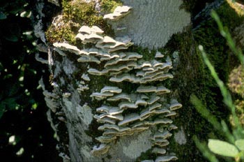 Trametes sp.