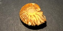 Dufrenoya dufrenoyi (Ammonites) Cretácico