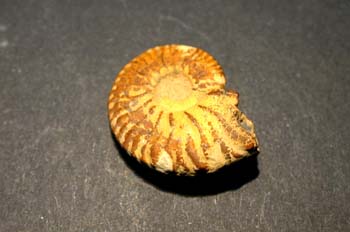 Dufrenoya dufrenoyi (Ammonites) Cretácico