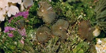 Anémona de disco (Actinodiscus sp.)