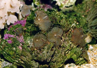 Anémona de disco (Actinodiscus sp.)