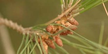 Pino piñonero - Flor Masculina (Pinus pinea)