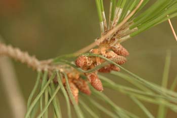 Pino piñonero - Flor Masculina (Pinus pinea)