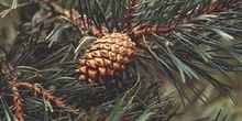 Pino silvestre - Piñas (Pinus sylvestris)